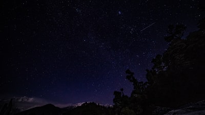 夜间的树叶树